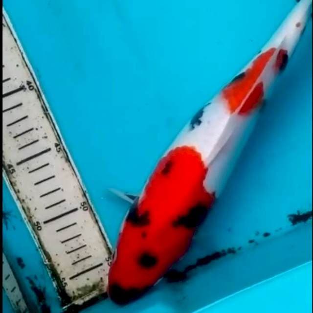 33cm SHOWA