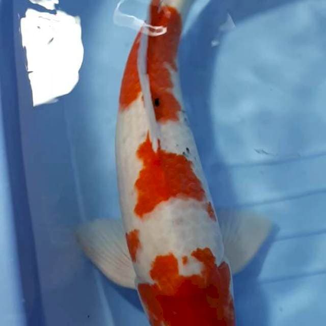 SANKE JUMBO 53 CM