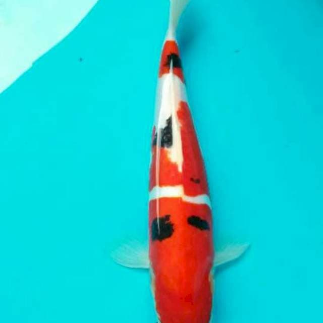 Sanke doitsu