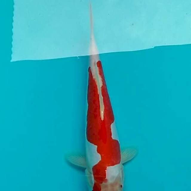 Kohaku doutsu