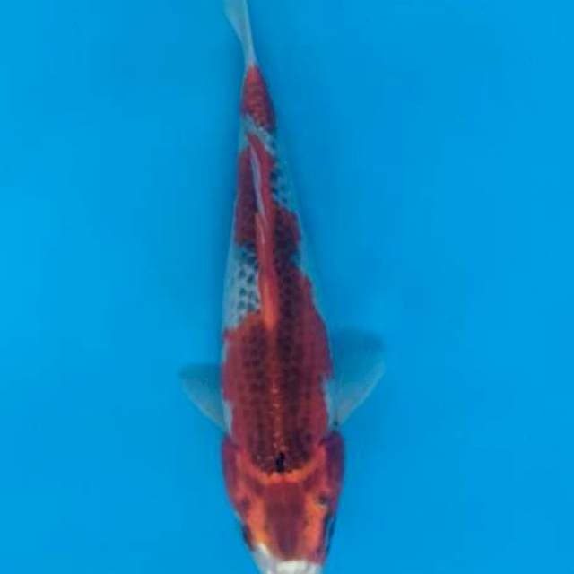 Gosiki 28cm
