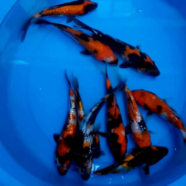 10 ekor || 15-50cm || SHOWA GINRIN