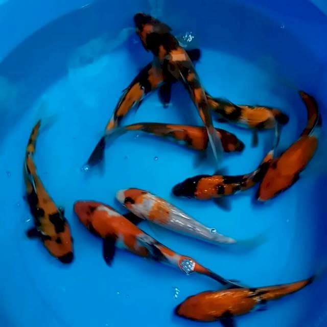 10 ekor || 15-20cm || SHOWA