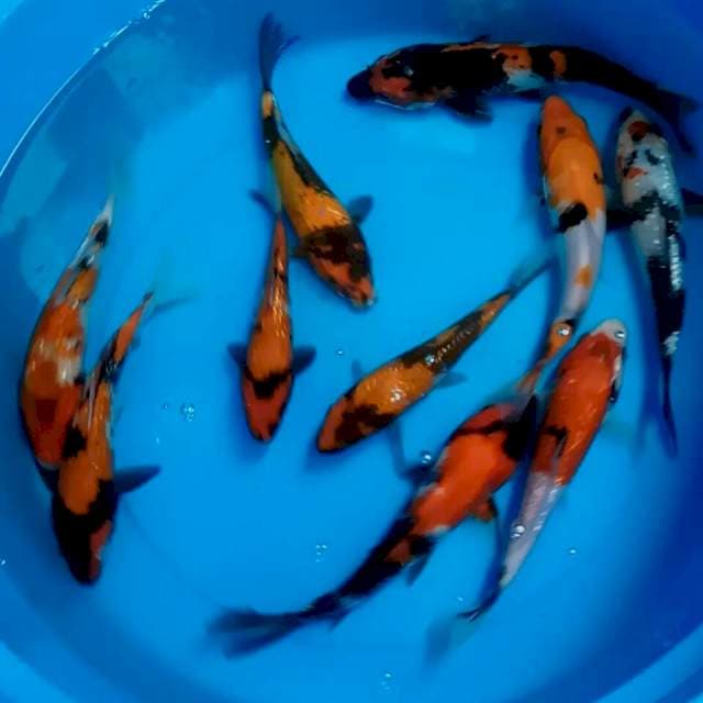 10 ekor || 15-20cm || SHOWA
