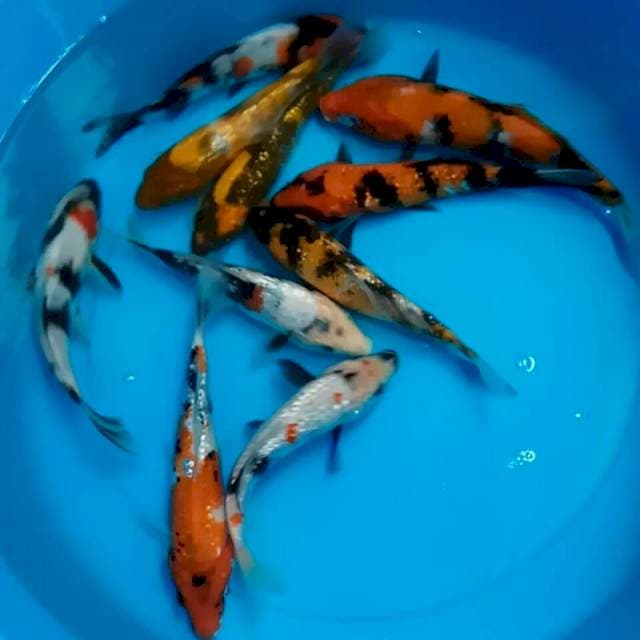 10 ekor || 15-20cm || SHOWA