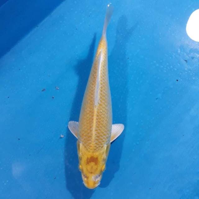 Ogon