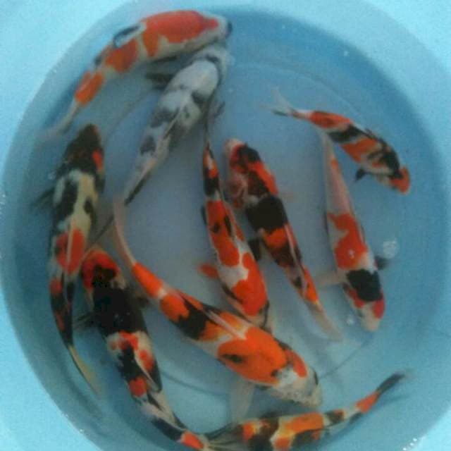 20,25,27 cm showa