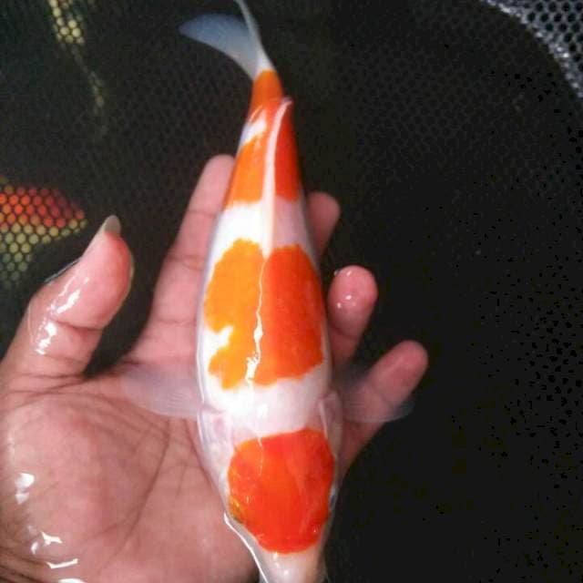 27 cm kohaku halus