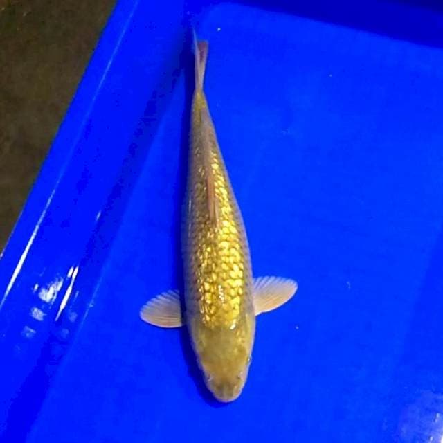 Full ginrin #34cm