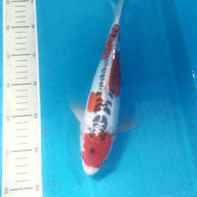 Goshiki Doitsu, male 29 cm
