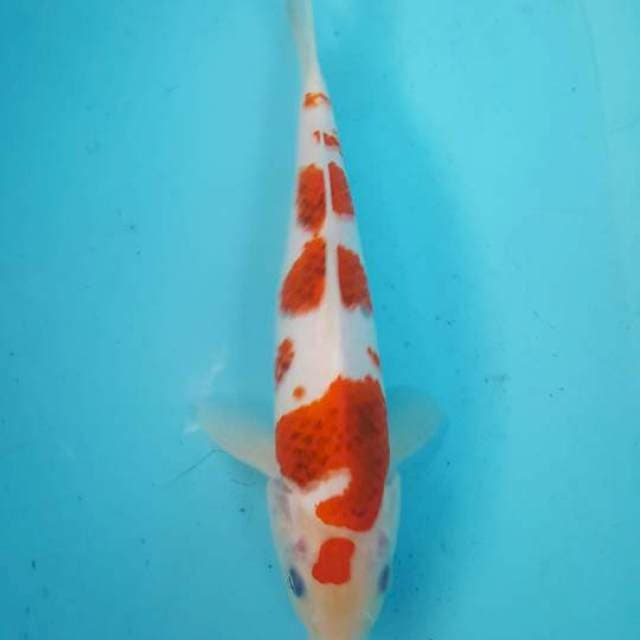 ai goromo 27 cm