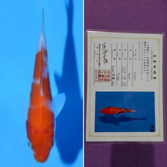 Matsue kohaku 11cm serti