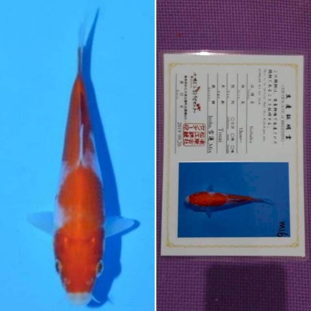 Matsue kohaku 12cm serti