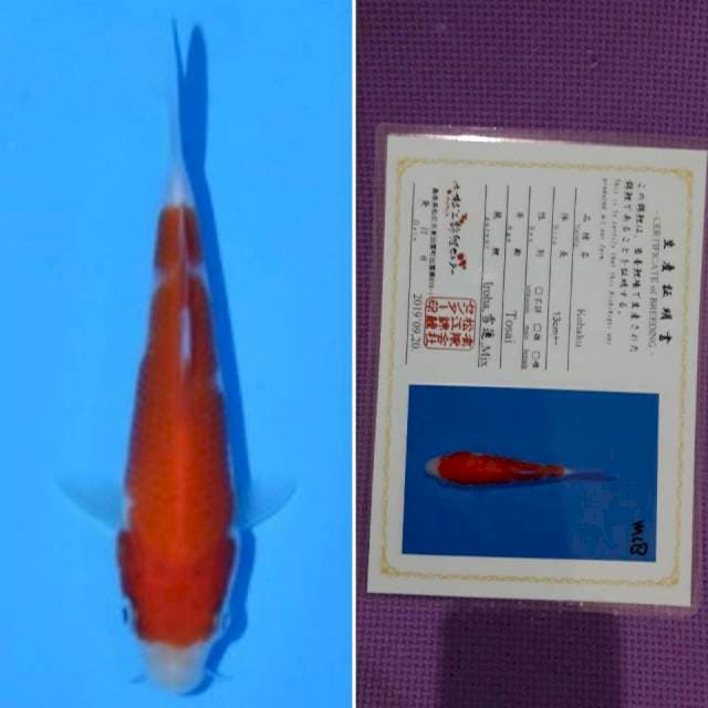 Matsue kohaku 12cm serti