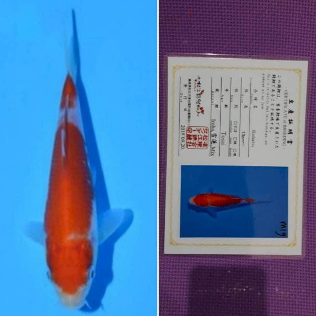 Matsue kohaku 13cm serti