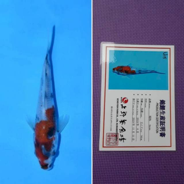 Ueno showa 14cm serti