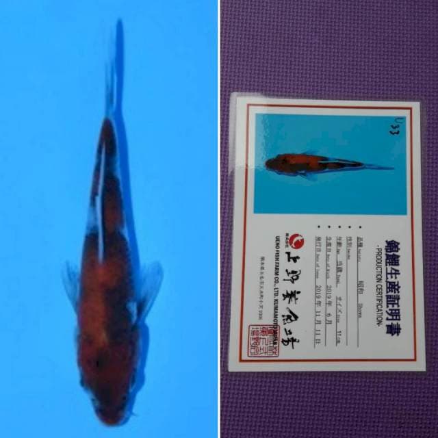 Ueno showa 12cm serti