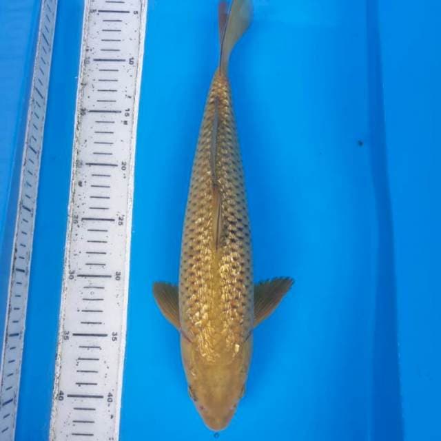 Cagoi midori ginrin 37cm