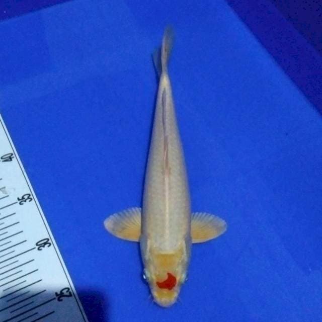 Original Tanco SaBit Hikari 28cm