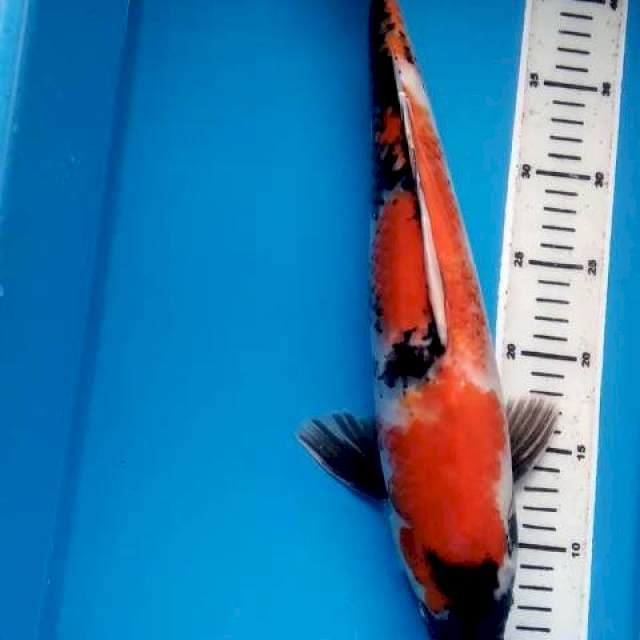 SHOWA JUMBO JANTAN, 42 CM