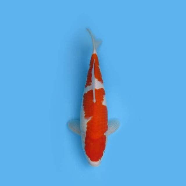 JUMBO TOSAI F1_KOHAKU BULKY