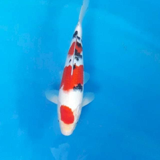 Sanke tsubo sumi