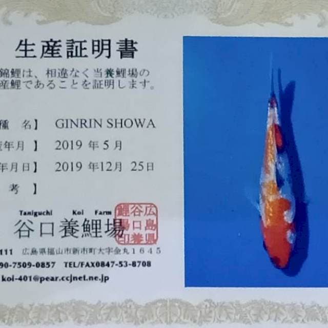 Ginrin showa taniguchi new tosai