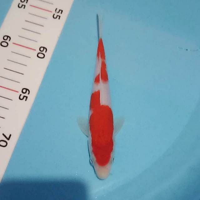 Kohaku original 18cm siip