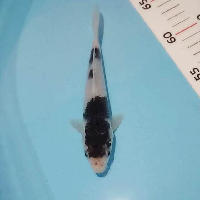 Budo goromo original 18cm siip