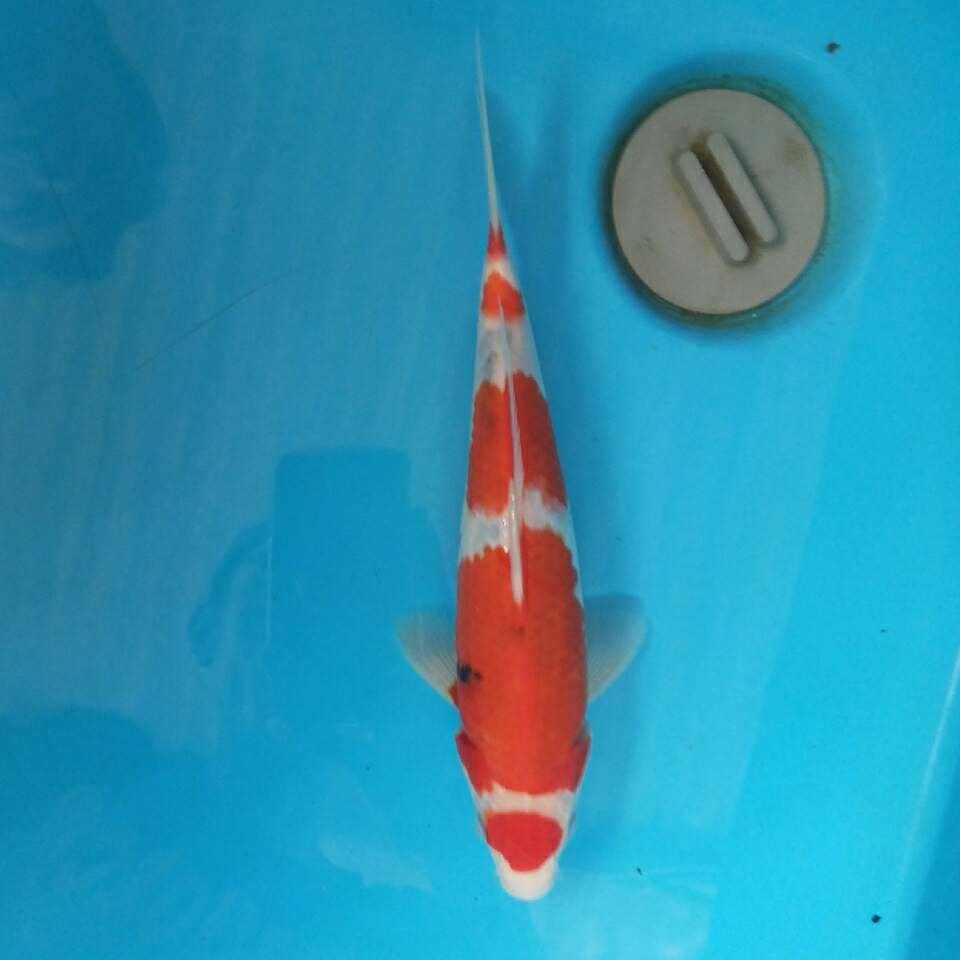 Maruten sanke tategoi