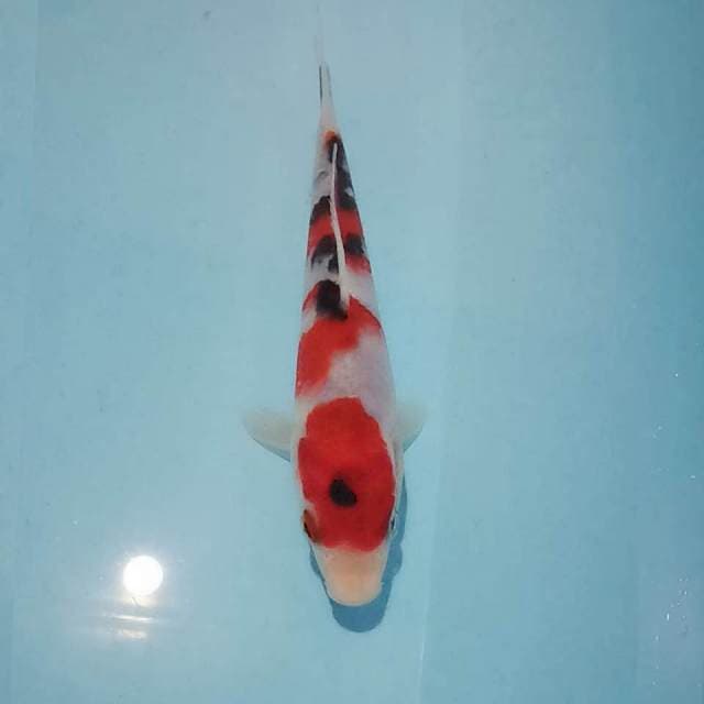 Sanke 15cm original siip
