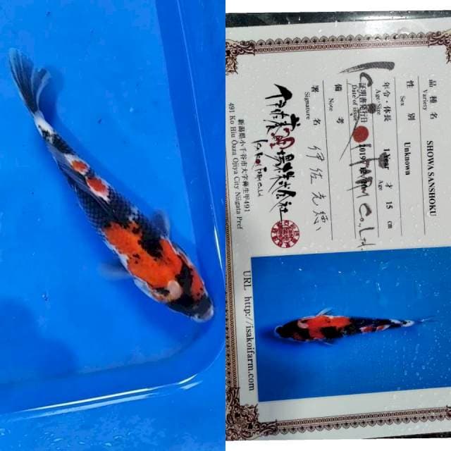 Showa Isa koi farm