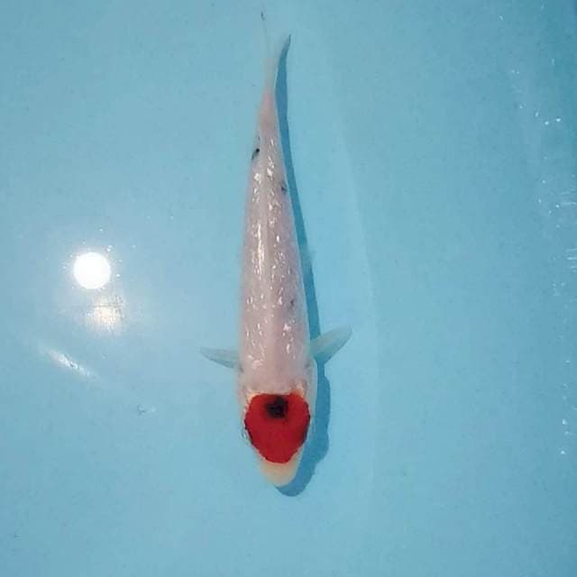 Tancho sanke tategoi ginrin 12cm orisinil