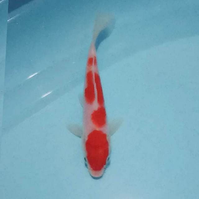 Kohaku siip 13cm orisinil