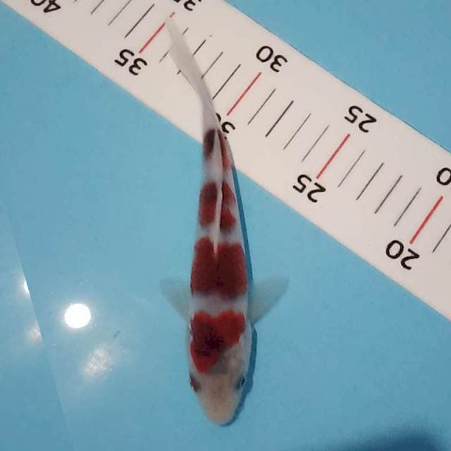 Ai goromo siap 17cm orisinil