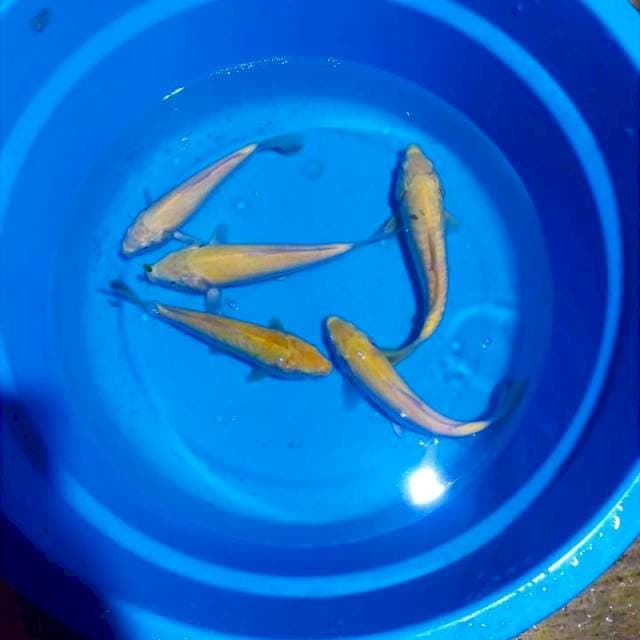 paket karasi