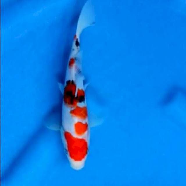 Maruten sanke 22cm
