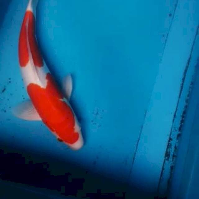 Kohaku 2