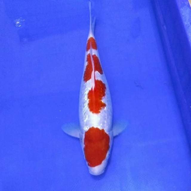 Ginrin kohaku yondan mantab