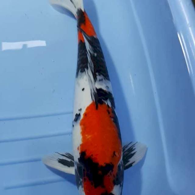 SHOWA JUMBO 49 CM