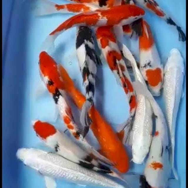MIX SHOWA SANKE PLATINUM SIZE 24 SAMPAI 27 CM