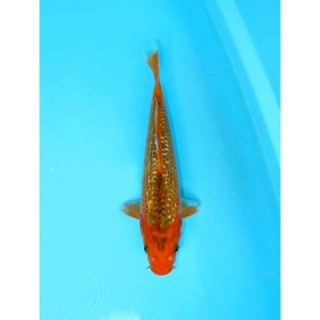 HI ASAGI GINRIN FEMALE 25 CM