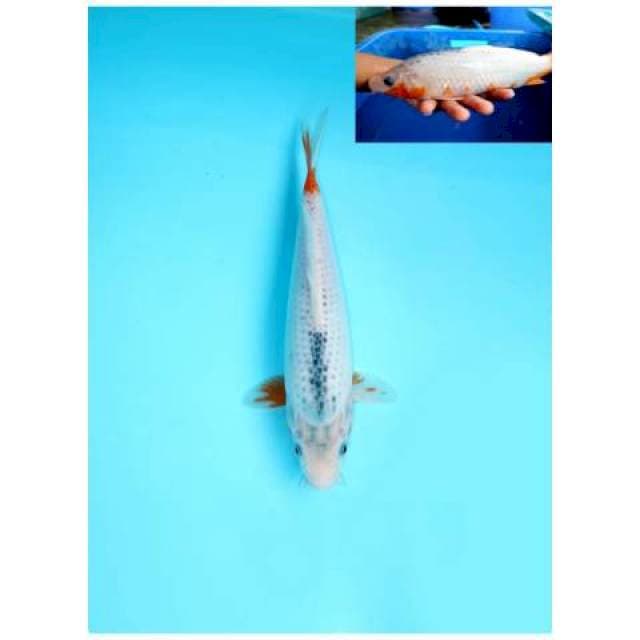 ASAGI FEMALE 29 CM