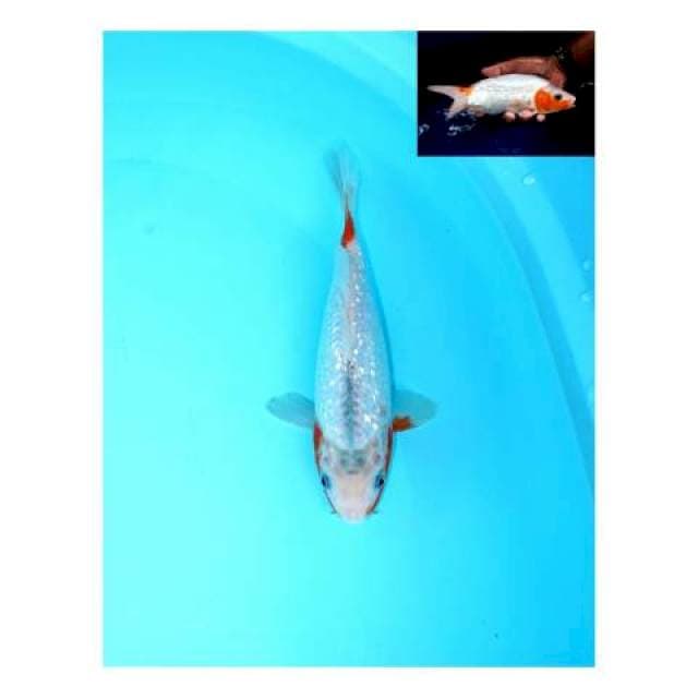 ASAGI GINRIN FEMALE 24 CM