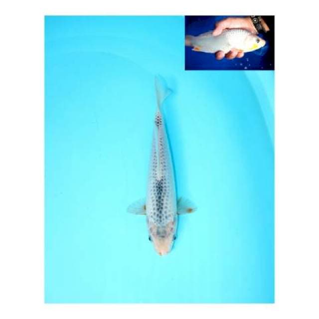 ASAGI FEMALE 27 CM