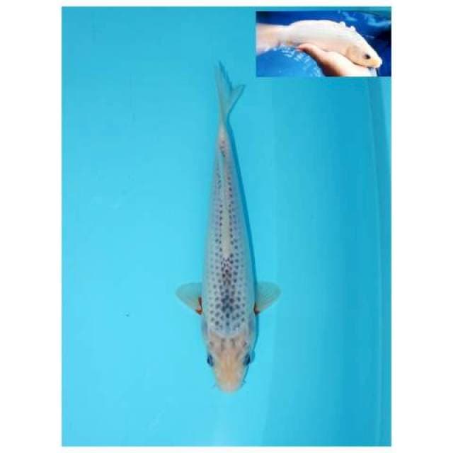 ASAGI MALE 25 CM