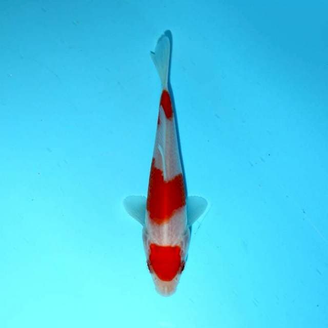 RED PAINT - KOHAKU SANDAN SQ (ORIGINAL)