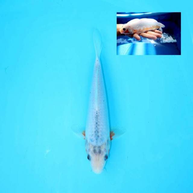 ASAGI MALE 22 CM