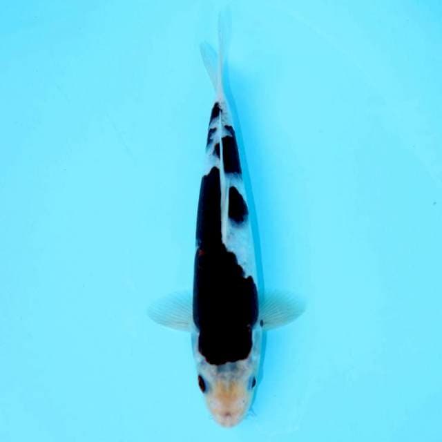 BUDO GOROMO 23 CM MALE
