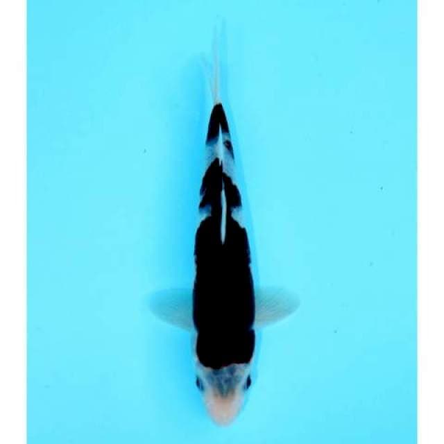 BUDO GOROMO 21 CM MALE